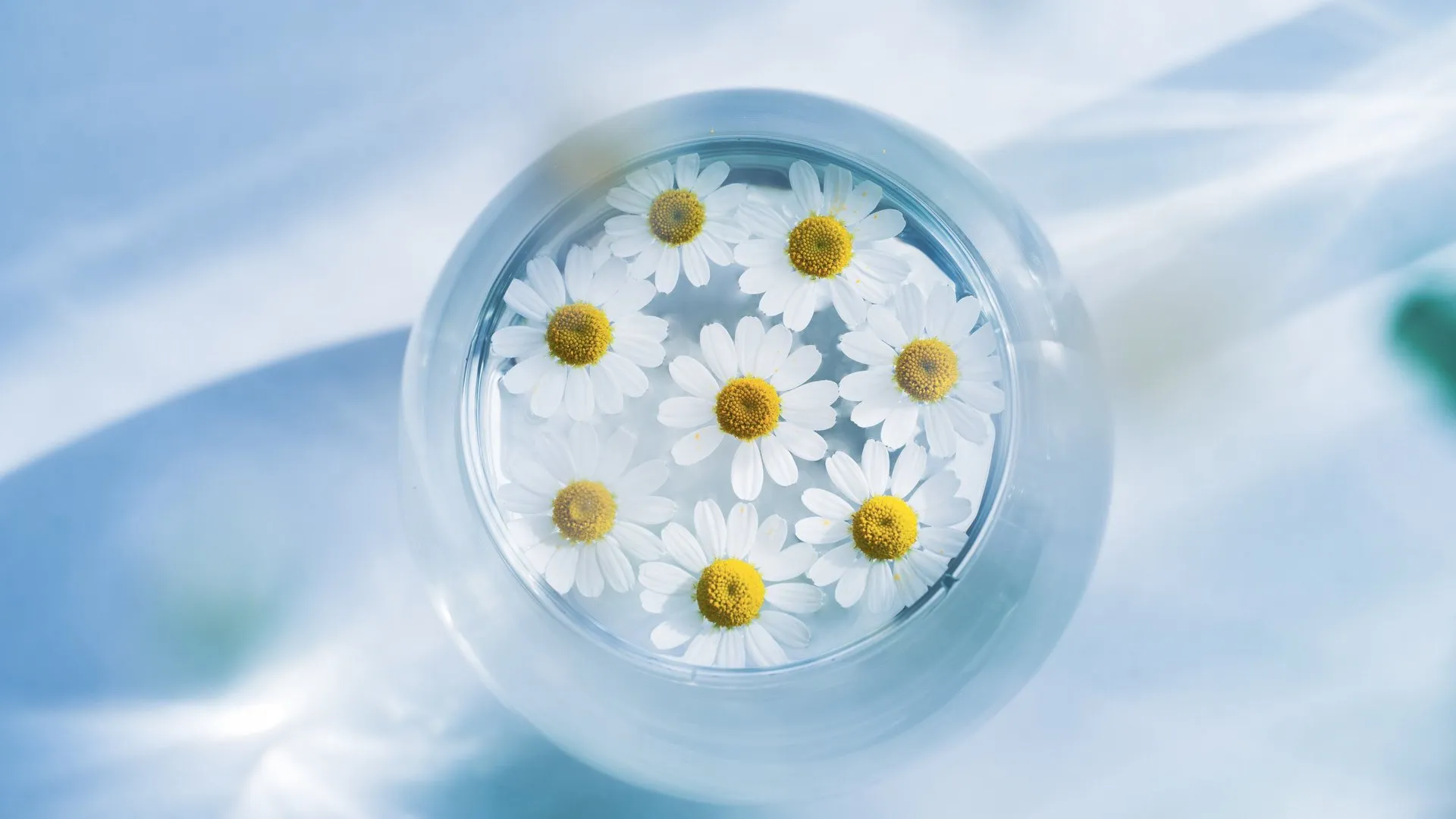 蓝色雏菊水花4K电脑壁纸