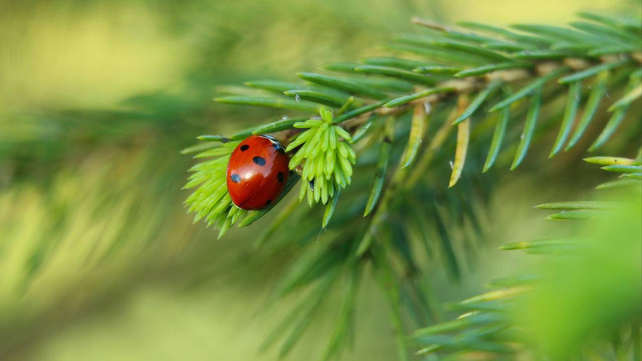 树枝瓢虫4K高清风景壁纸