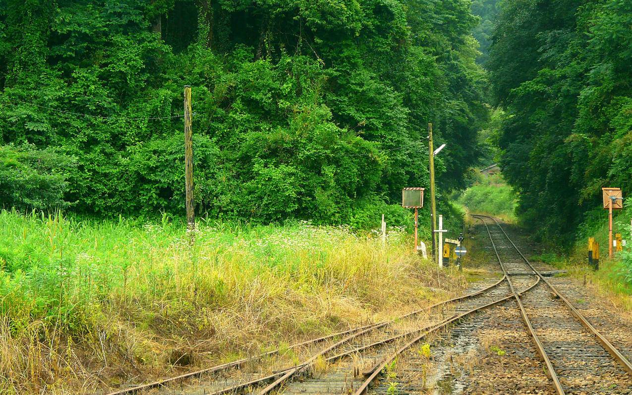 小清新自然风光绿色养眼春天唯美壁纸