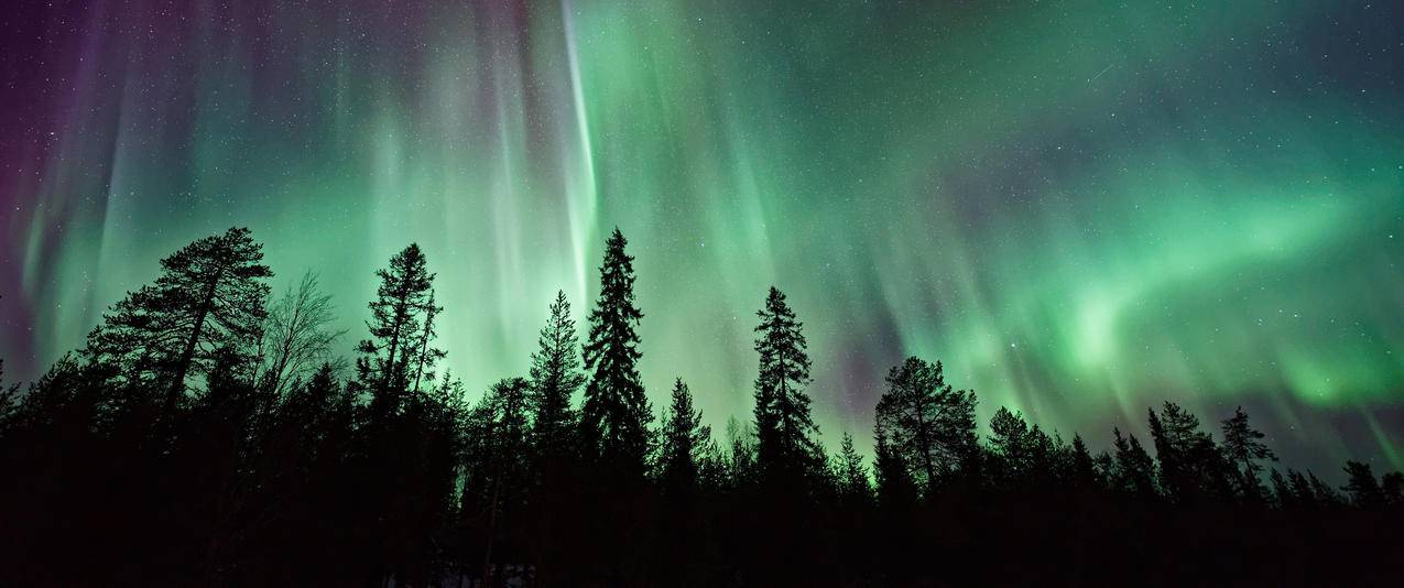 夜晚北极光星空树木风景带鱼屏壁纸