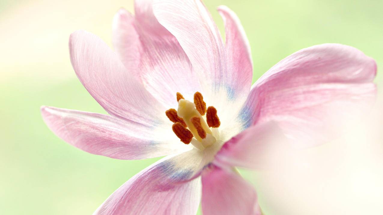 花朵清新唯美4K风景壁纸