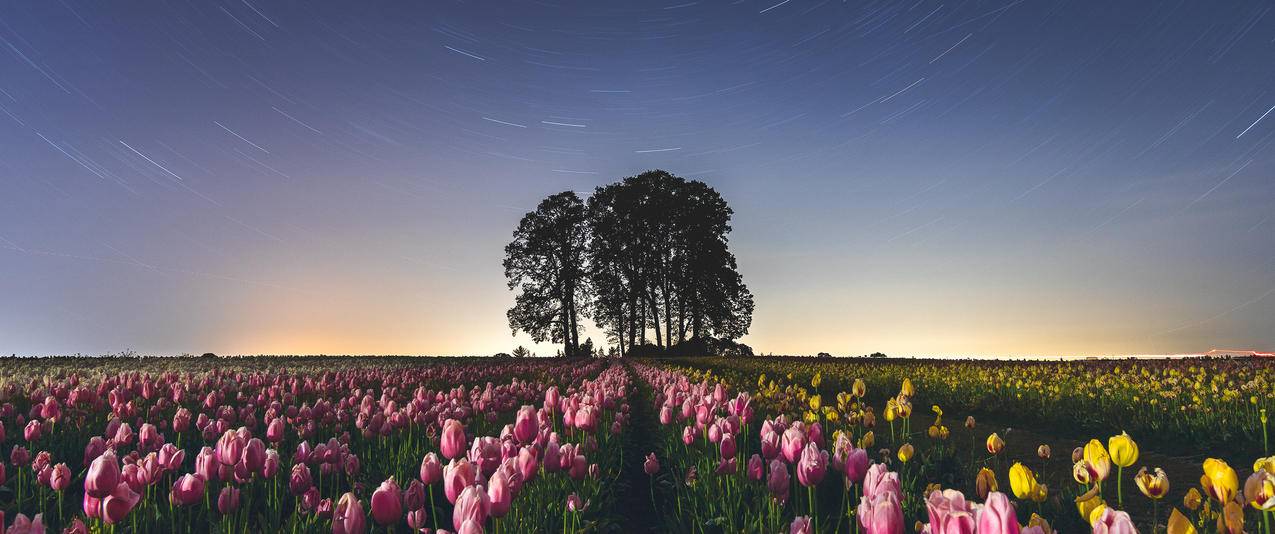 郁金香农场风景带鱼屏壁纸