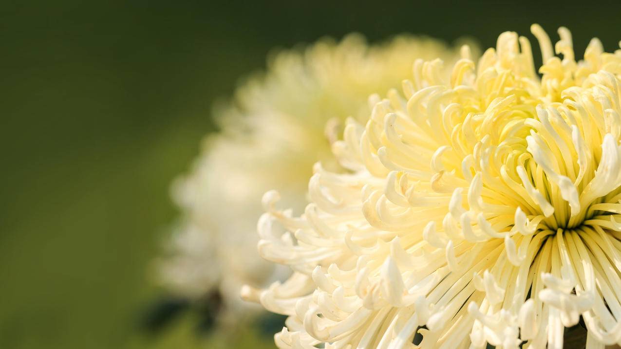 秋菊绽放高清桌面壁纸