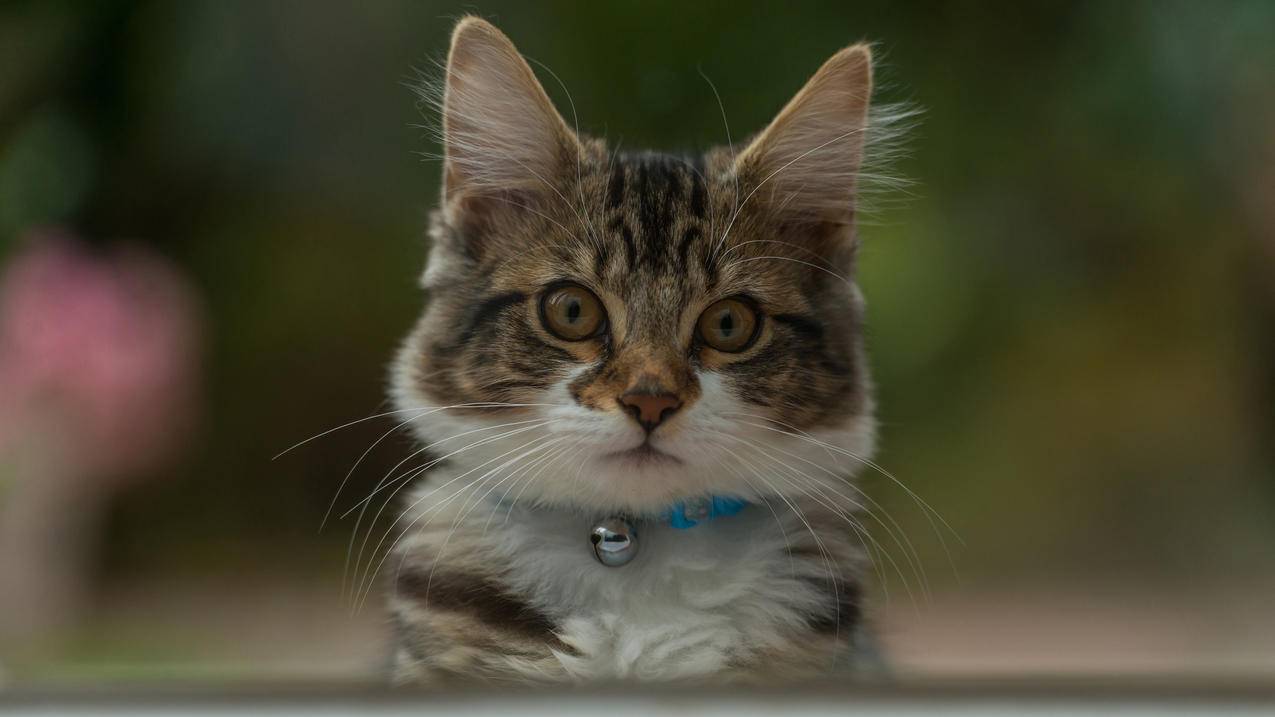可爱小猫铃铛高清萌宠壁纸