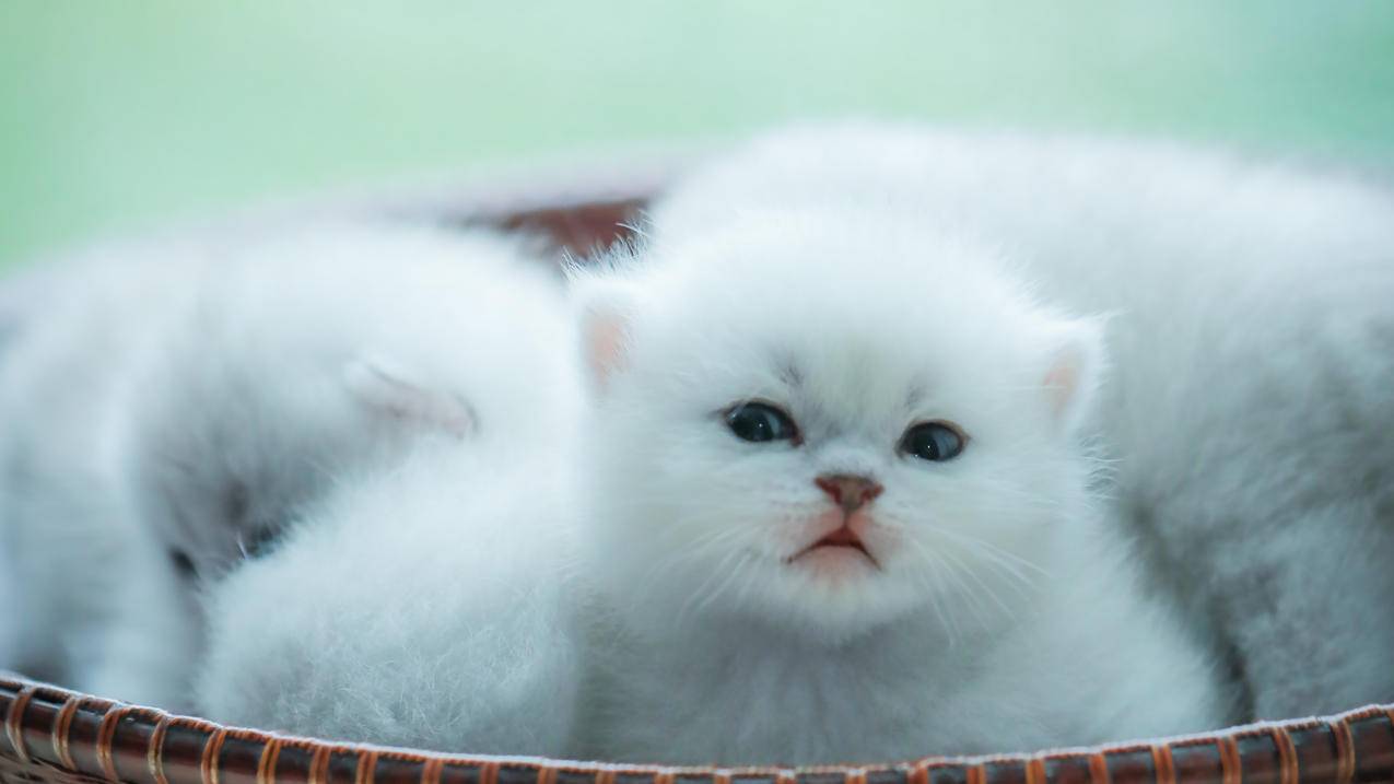 猫咪可爱萌物4K电脑壁纸