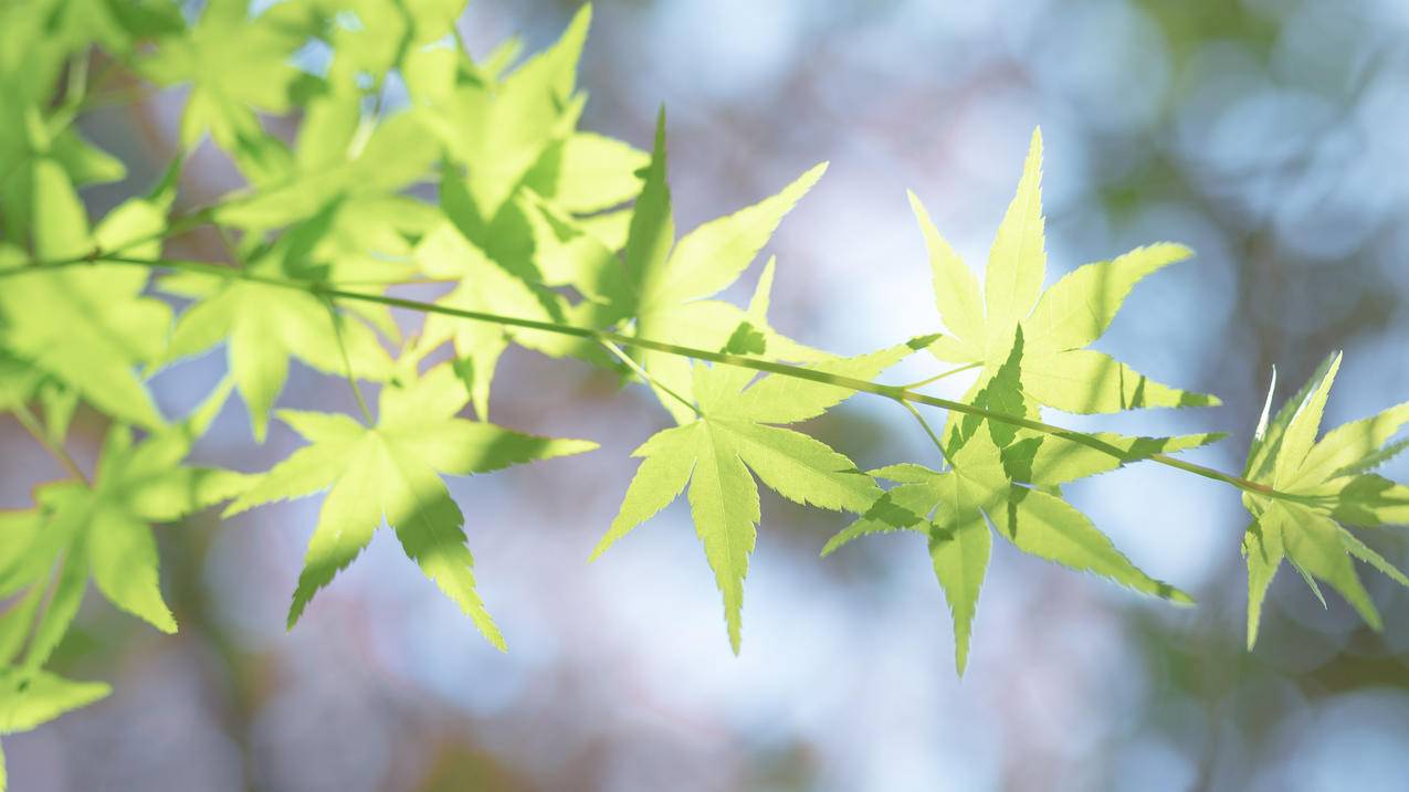 护眼清新春天叶子壁纸