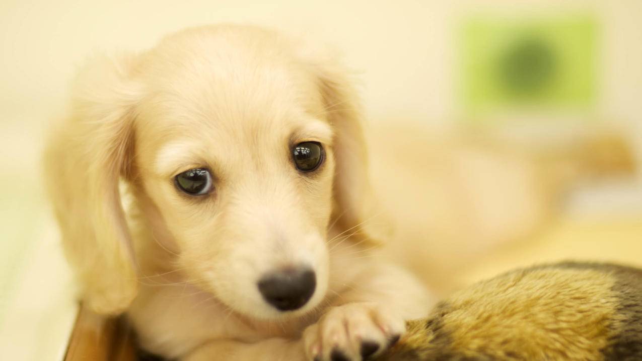 萌宠狗狗高清壁纸下载