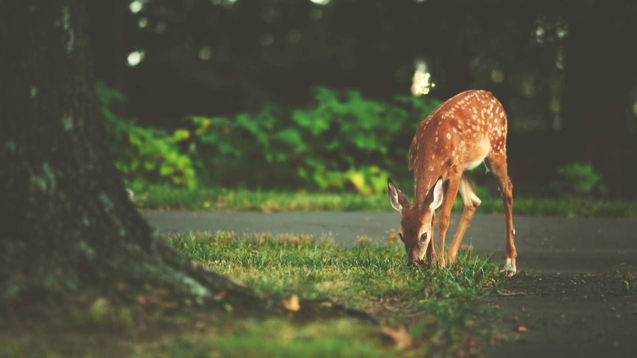 小鹿大树草地萌动物壁纸