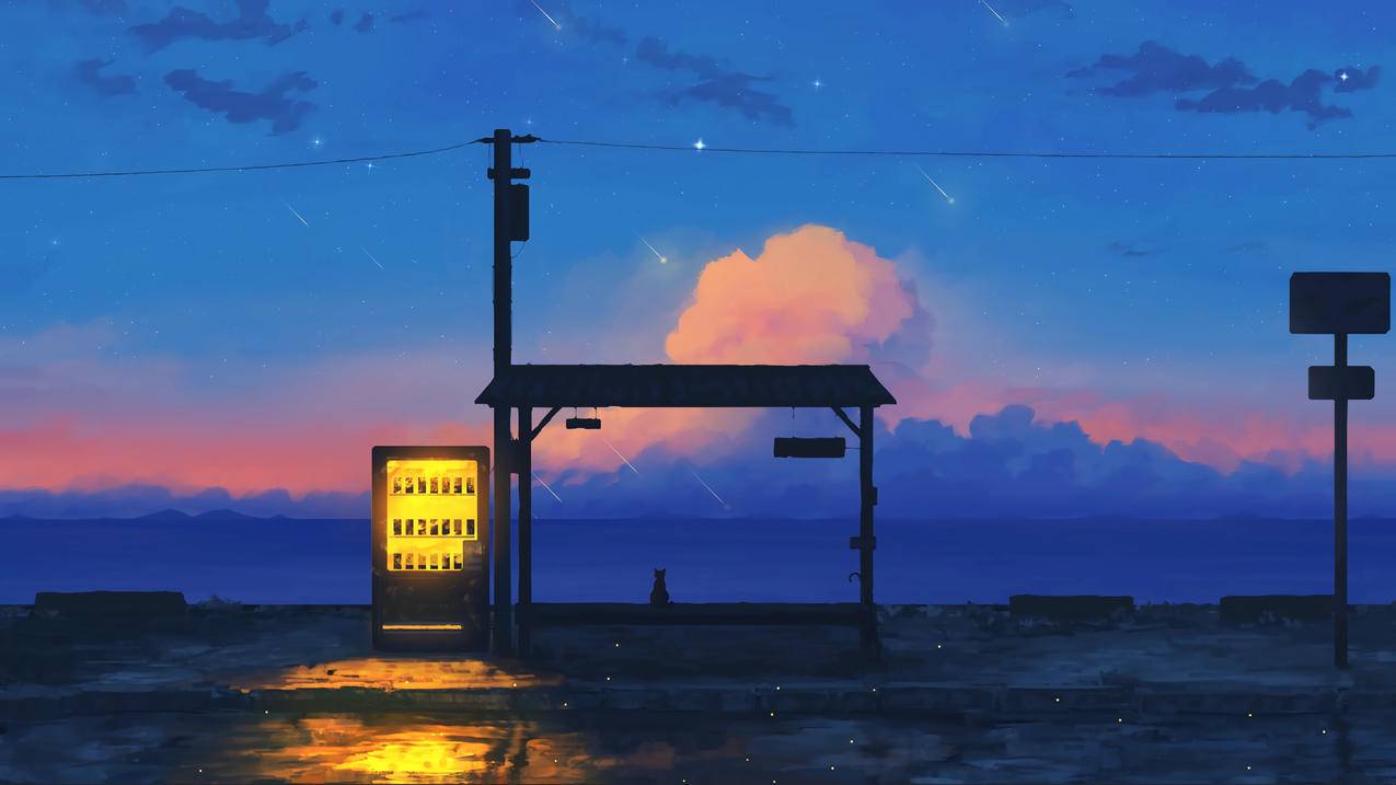 走失的猫4K高清壁纸