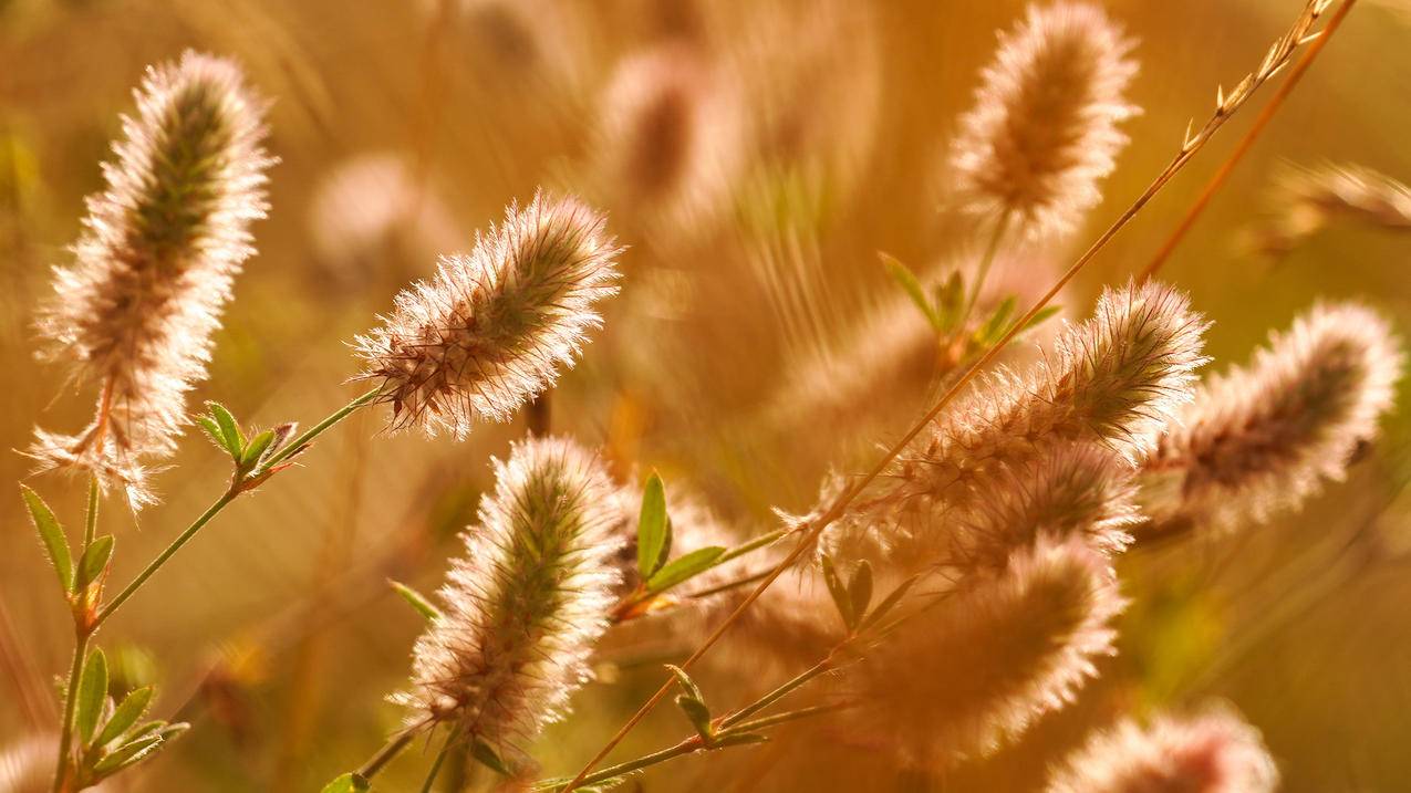 狗尾巴草秋天4K壁纸