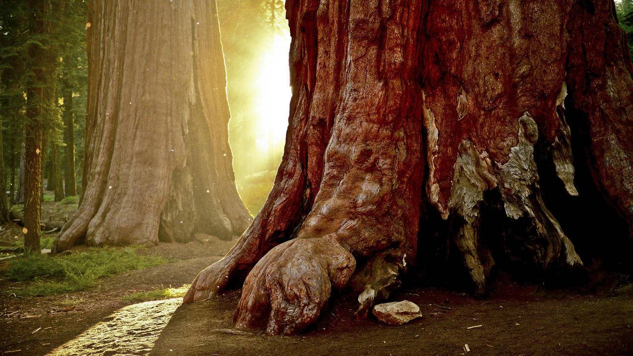 金树森林阳光风景壁纸