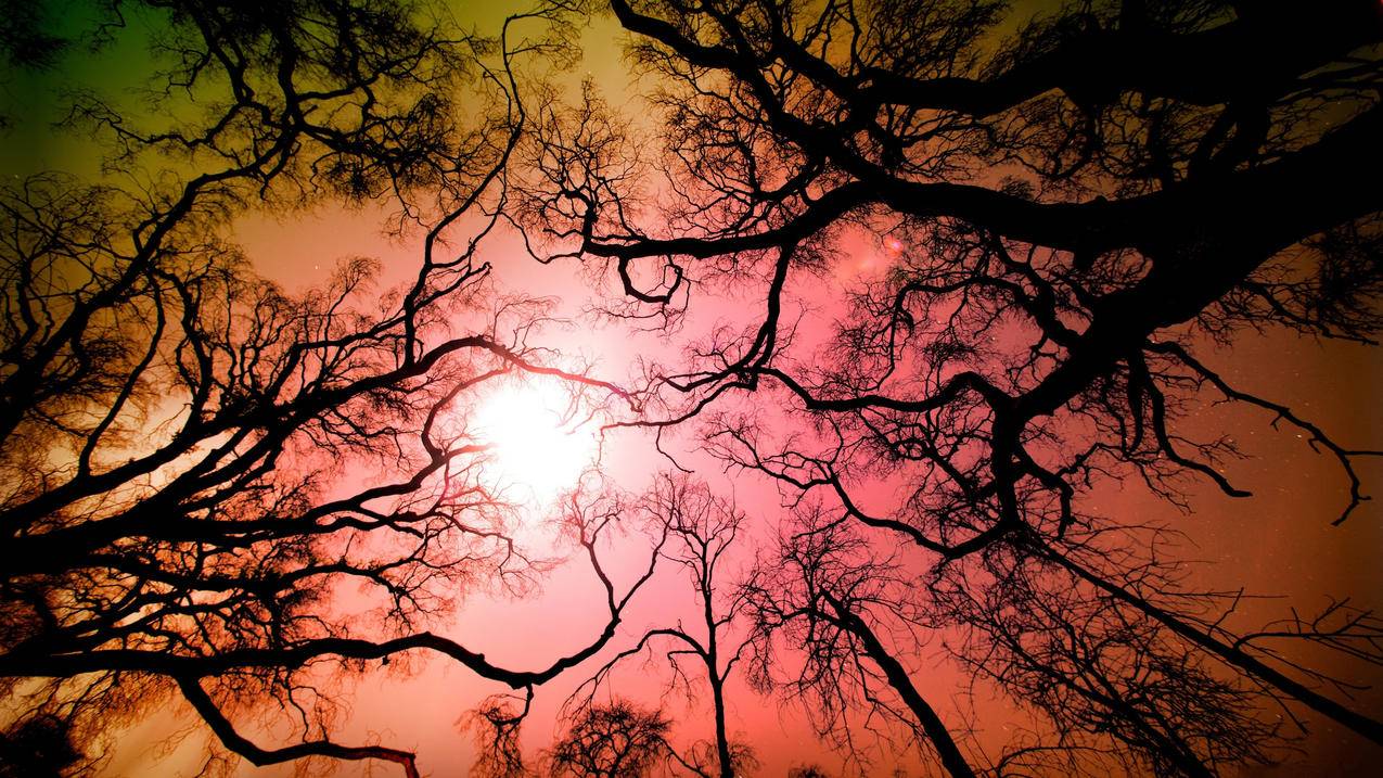 枯树黄昏高清壁纸下载