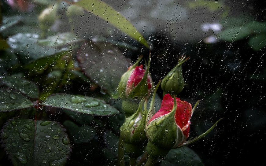 雨天花苞壁纸 湿润花瓣唯美图