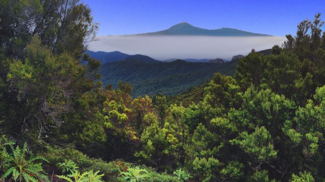 自然森林4K壁纸：绿树蓝天景观