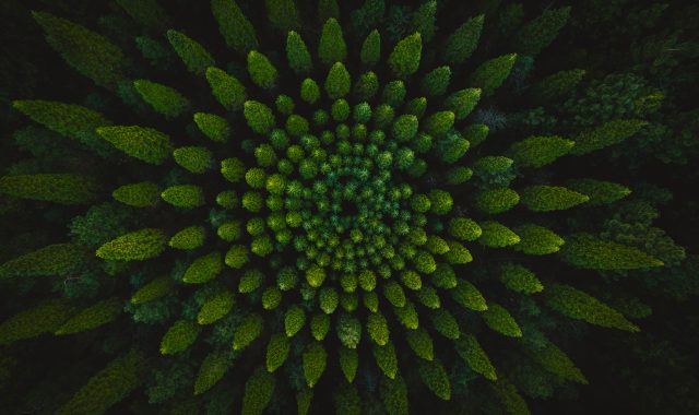 4K森林树木壁纸下载