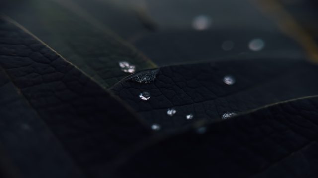 微距水滴树叶4K壁纸